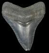 Fossil Megalodon Tooth - Georgia #68043-1